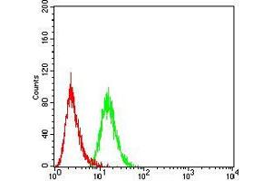 Flow cytometric analysis of Hela cells using BMP4 mouse mAb (green) and negative control (red). (BMP4 Antikörper  (AA 277-408))