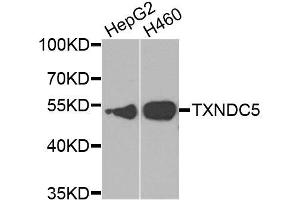 Western blot analysis of extracts of various cell lines, using TXNDC5 antibody. (TXNDC5 Antikörper  (AA 1-324))