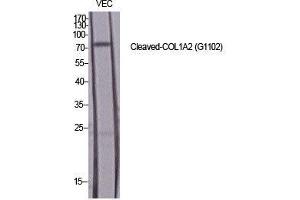 Western Blot (WB) analysis of specific cells using Cleaved-COL1A2 (G1102) Polyclonal Antibody. (COL1A2 Antikörper  (cleaved, Gly1102))