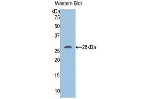 Western Blotting (WB) image for anti-Ubiquitin Hydrolase L3 (AA 2-230) antibody (ABIN1078639) (Ubiquitin Hydrolase L3 (AA 2-230) Antikörper)