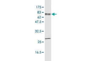 Western Blot detection against Immunogen (96. (HSP70 1A Antikörper  (AA 1-641))