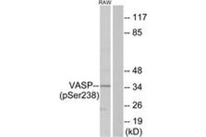 Western Blotting (WB) image for anti-Vasodilator-Stimulated phosphoprotein (VASP) (pSer238) antibody (ABIN605395) (VASP Antikörper  (pSer238))