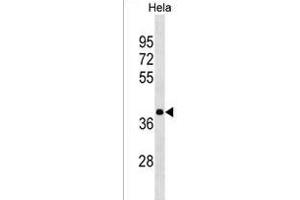 HNRN Antibody (N-term) (ABIN1539277 and ABIN2850046) western blot analysis in Hela cell line lysates (35 μg/lane). (HNRNPA3 Antikörper  (N-Term))