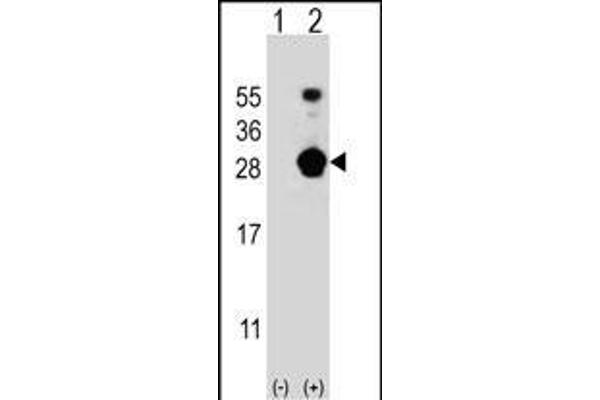 FKBP7 Antikörper  (C-Term)