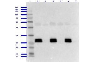 Western Blotting (WB) image for anti-Green Fluorescent Protein (GFP) antibody (ABIN100085)