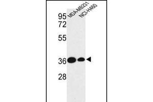 Western blot analysis of TAZ Antibody (N-term) (ABIN652751 and ABIN2842495) in MDA-M, NCI- cell line lysates (35 μg/lane). (TAZ Antikörper  (N-Term))
