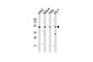 All lanes : Anti-GATA2 Antibody (Center) at 1:2000 dilution Lane 1: K562 whole cell lysates Lane 2: Molt-4 whole cell lysates Lane 3: Hela whole cell lysates Lane 4: KG-1 whole cell lysates Lysates/proteins at 20 μg per lane. (GATA2 Antikörper  (AA 212-246))
