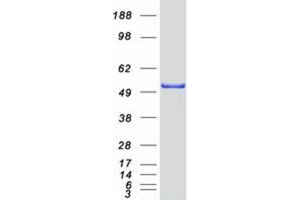 SELENBP1 Protein (Myc-DYKDDDDK Tag)