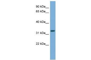 WB Suggested Anti-ATG3  Antibody Titration: 0. (ATG3 Antikörper  (Middle Region))