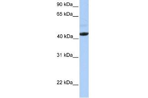 WB Suggested Anti-EDAR Antibody Titration:  0. (EDAR Antikörper  (Middle Region))