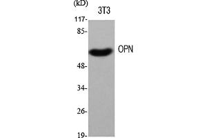 Western Blot analysis of various cells using OPN Polyclonal Antibody diluted at 1:500. (Osteopontin Antikörper  (AA 230-310))