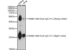 Western Blotting (WB) image for Rabbit anti-Rabbit IgG antibody (ABIN7267835)