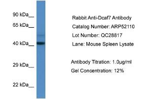 Western Blotting (WB) image for anti-DDB1 and CUL4 Associated Factor 7 (DCAF7) (N-Term) antibody (ABIN785540) (DCAF7 Antikörper  (N-Term))