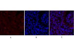 Immunofluorescence analysis of Mouse lung tissue. (SMAD2 Antikörper)