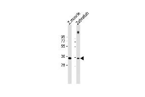 All lanes : Anti-DANRE X9 Antibody at 1:1000 dilution Lane 1: zebrafish muscle lysate Lane 2: zebrafish lysate Lysates/proteins at 20 μg per lane. (PAX9 Antikörper  (N-Term))