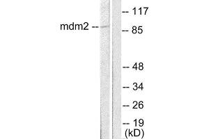 Western Blotting (WB) image for anti-Mdm2, p53 E3 Ubiquitin Protein Ligase Homolog (Mouse) (MDM2) (C-Term) antibody (ABIN1848667) (MDM2 Antikörper  (C-Term))