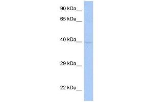 SDF4 antibody used at 1 ug/ml to detect target protein. (SDF4 Antikörper  (Middle Region))