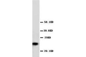 Western blot analysis og Hela cell lysis using GSTπ antibody (GSTP1 Antikörper  (C-Term))