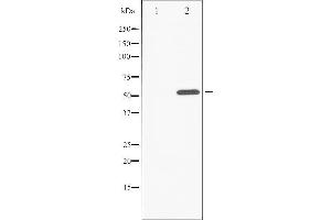 Western blot analysis of ATF2 phosphorylation expression in 293 whole cell lysates,The lane on the left is treated with the antigen-specific peptide. (ATF2 Antikörper  (pThr55, pThr73))