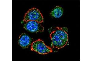 Confocal immunofluorescent analysis of MITF antibody with HeLa cells followed by Alexa Fluor 488-conjugated goat anti-rabbit lgG (green). (MITF Antikörper  (AA 1-28))