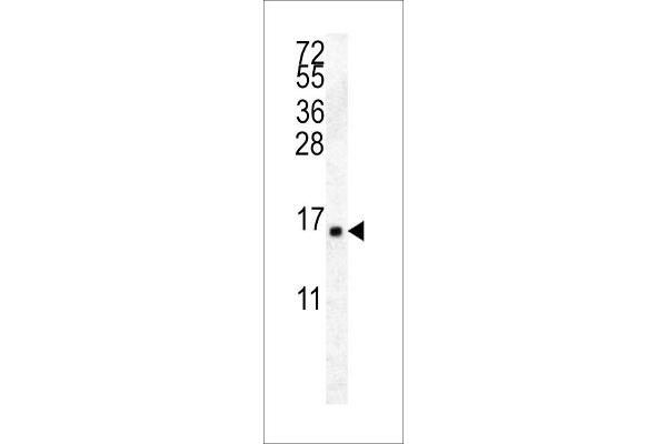 HIST2H2AA4 Antikörper  (C-Term)