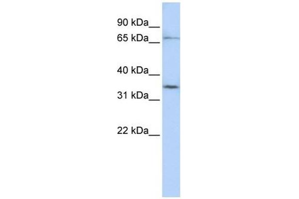 SLCO1C1 Antikörper  (N-Term)