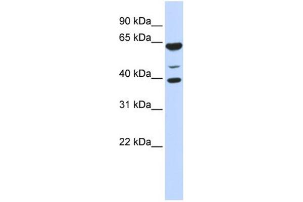 ZNF764 Antikörper  (N-Term)