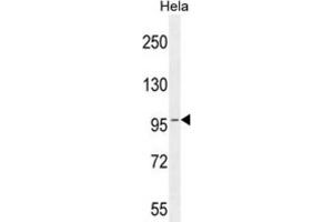 Western Blotting (WB) image for anti-Component of Oligomeric Golgi Complex 3 (COG3) antibody (ABIN2996208) (COG3 Antikörper)