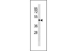 TP53 Antibody (C-term) (ABIN1881897 and ABIN2843247) western blot analysis in  cell line lysates (35 μg/lane). (p53 Antikörper  (C-Term))