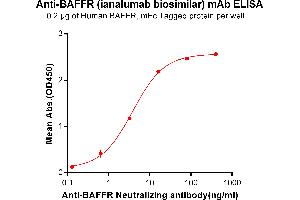 ELISA plate pre-coated by 2 μg/mL (100 μL/well) Human BAFFR, mFc tagged protein ABIN6961114, ABIN7042257 and ABIN7042258 can bind Anti-BAFFR Neutralizing antibody (ABIN7093064 and ABIN7272594) in a linear range of 0. (Rekombinanter BAFFR (Ianalumab Biosimilar) Antikörper)