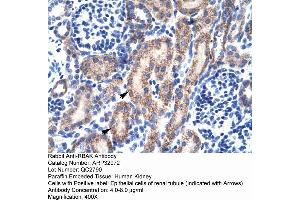Human kidney (RBAK Antikörper  (Middle Region))