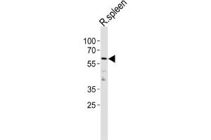 Western Blotting (WB) image for anti-Cyclin L2 (CCNL2) antibody (ABIN3004657) (Cyclin L2 Antikörper)