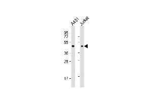 All lanes : Anti-EBP1 Antibody (C-term) at 1:1000 dilution Lane 1: A431 whole cell lysate Lane 2: Jurkat whole cell lysate Lysates/proteins at 20 μg per lane. (PA2G4 Antikörper  (C-Term))