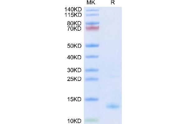 PF4 Protein (AA 32-101) (His-Avi Tag,Biotin)