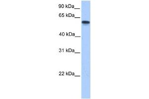 Western Blotting (WB) image for anti-Cytochrome P450, Family 11, Subfamily A, Polypeptide 1 (CYP11A1) antibody (ABIN2459507) (CYP11A1 Antikörper)