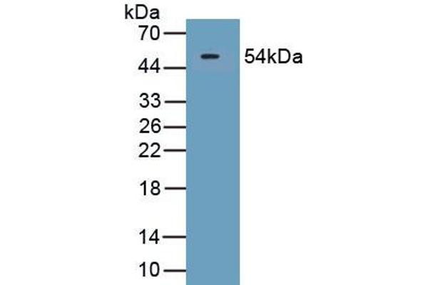 SECTM1 Antikörper  (AA 29-248)