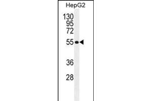 MFS10 Antibody (Center) (ABIN655293 and ABIN2844882) western blot analysis in HepG2 cell line lysates (35 μg/lane). (MFS10 Antikörper  (AA 245-274))