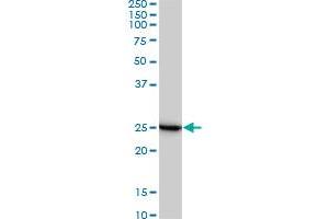 Western Blotting (WB) image for anti-Ribosomal Protein L19 (RPL19) (AA 1-100) antibody (ABIN562698)