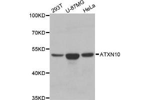 Western blot analysis of extracts of various cell lines, using ATXN10 antibody. (Ataxin 10 Antikörper  (AA 346-475))