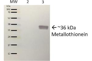 Western blot analysis of Pseudomonas aeruginosa Purified protein showing detection of ~36 kDa (9. (Metallothionein Antikörper  (APC))