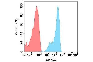 Flow cytometry analysis with Anti- on Expi293 cells transfected with human (Blue histogram) or Expi293 transfected with irrelevant protein (Red histogram). (FZD10 Antikörper)