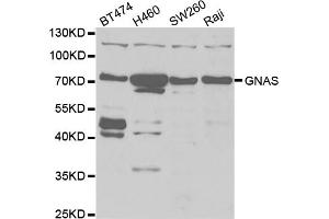 Western blot analysis of extracts of various cell lines, using GNAS antibody. (GNAS Antikörper)