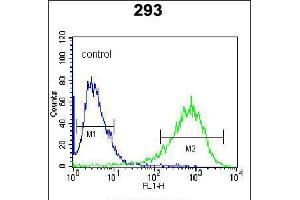 Flow cytometric analysis of 293 cells (right histogram) compared to a negative control cell (left histogram). (ITPKB Antikörper  (N-Term))