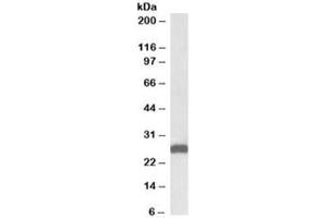 Western blot testing of mouse liver lysate with ETFB antibody at 0. (ETFB Antikörper)
