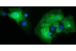 Image no. 1 for anti-CD19 Molecule (CD19) antibody (ABIN1497185) (CD19 Antikörper)