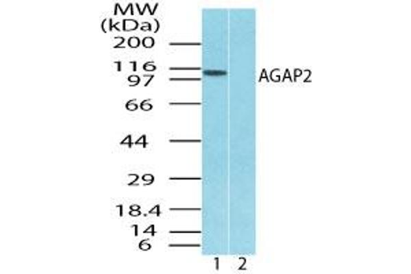 AGAP2 Antikörper  (AA 20-60)