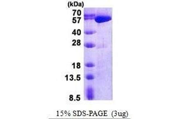 USP14 Protein