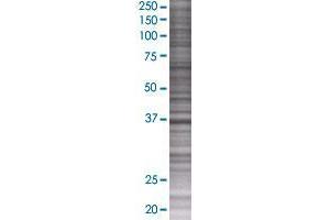 FBXL8 transfected lysate. (FBXL8 293T Cell Transient Overexpression Lysate(Denatured))