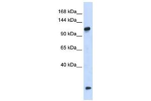 Western Blotting (WB) image for anti-HEAT Repeat Containing 4 (HEATR4) antibody (ABIN2459962) (HEATR4 Antikörper)