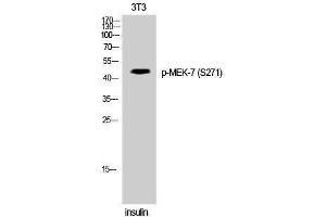 Western Blotting (WB) image for anti-Mitogen-Activated Protein Kinase Kinase 7 (MAP2K7) (pSer271) antibody (ABIN3182670) (MAP2K7 Antikörper  (pSer271))